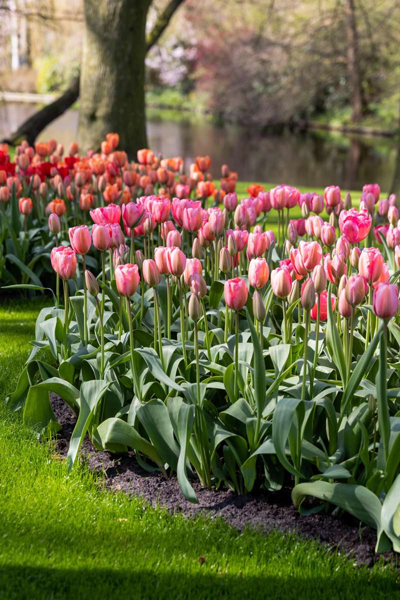 Tulipan 'Design Impression'